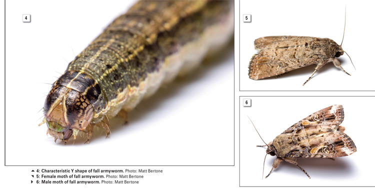 Invasive armyworm species now also in South Africa