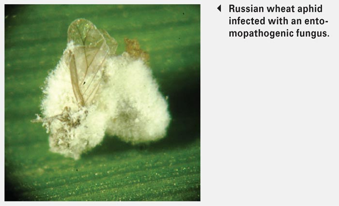 Integration of insect-pathogenic fungi with chemical insecticides