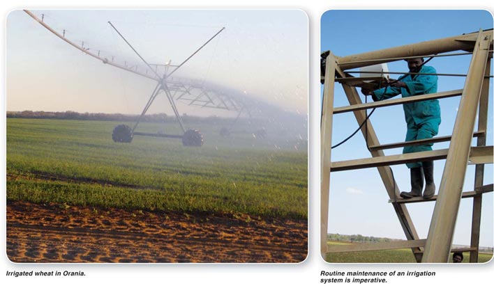 Irrigated wheat production – an intensive system requires intensive management