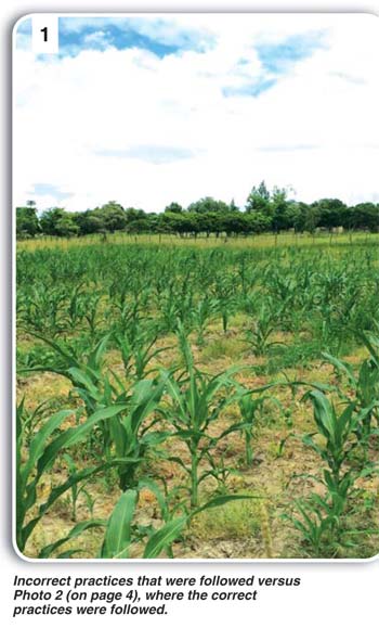 KNOWLEDGE IS POWER! Maize production in uncertain times