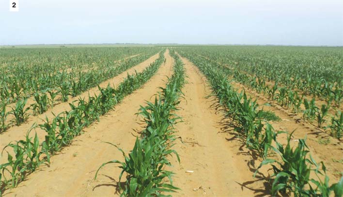 KNOWLEDGE IS POWER! Maize production in uncertain times