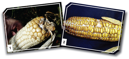 Look out for these diseases in maize