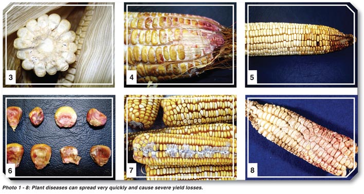 Look out for these diseases in maize