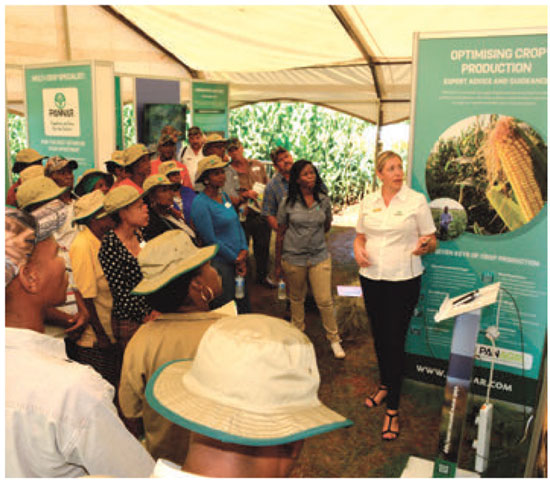 PANNAR: Maize hybrids for silage