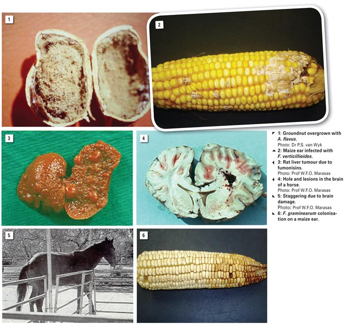 Mycotoxins: A menace to animal health