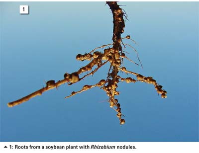 The nitrogen replacement value of soybean on a following maize crop