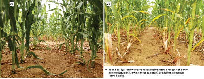The nitrogen replacement value of soybean on a following maize crop