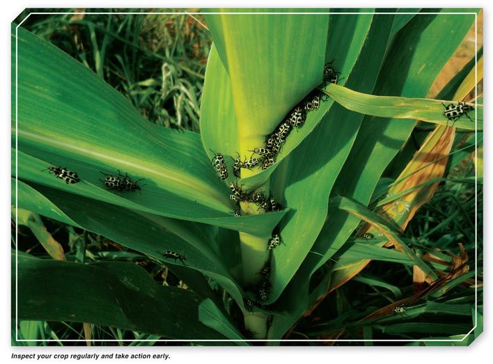 Nurture your maize from germination to harvest