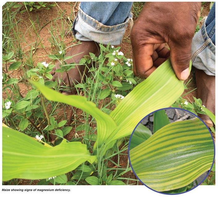 Most common nutrient deficiency symptoms in maize