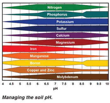 Most common nutrient deficiency symptoms in maize