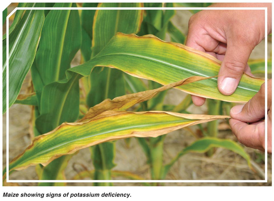Nutrient Deficiency Guide For Crops Cropnuts