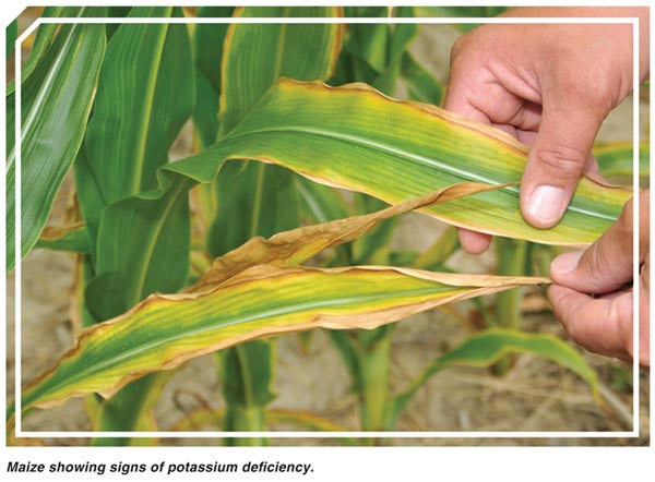Most common nutrient deficiency symptoms in maize
