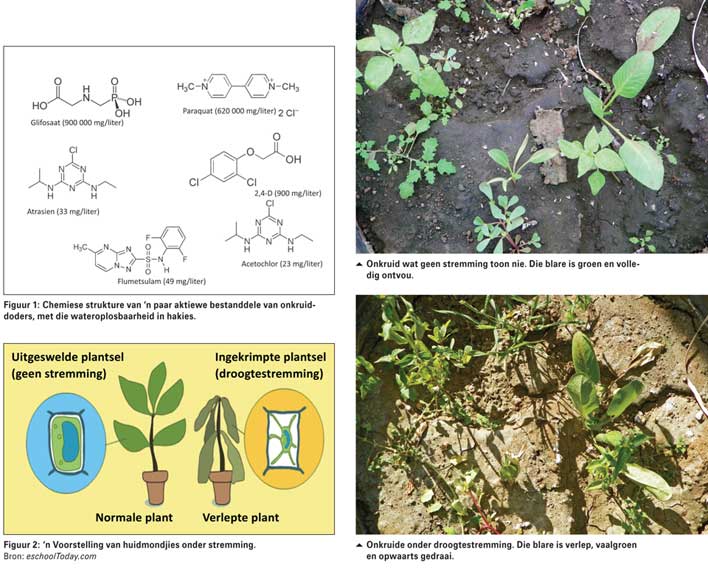 Hoe beïnvloed droogtetoestande onkruiddodereffektiwiteit?