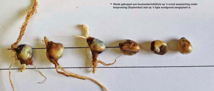 OPTIMALE PLANTDATUM onder die loep