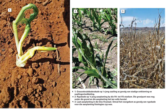 OPTIMALE PLANTDATUM onder die loep