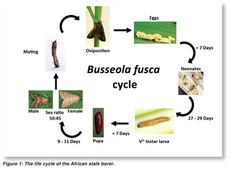 Key aspects of stalk borer control