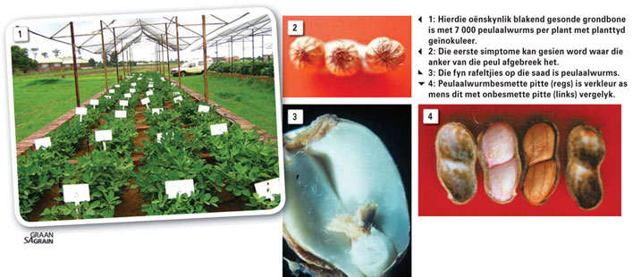 PEULAALWURM: 'n Tydbom in grondboonsaad