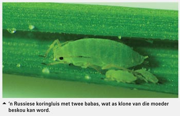 Biologie, babas, biotipes en biobeheer by plantluise