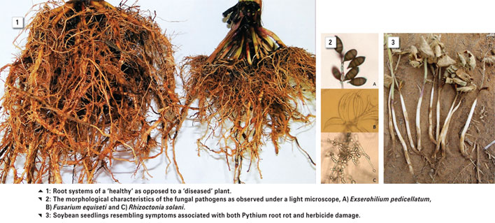 Research evolution on soilborne diseases of maize