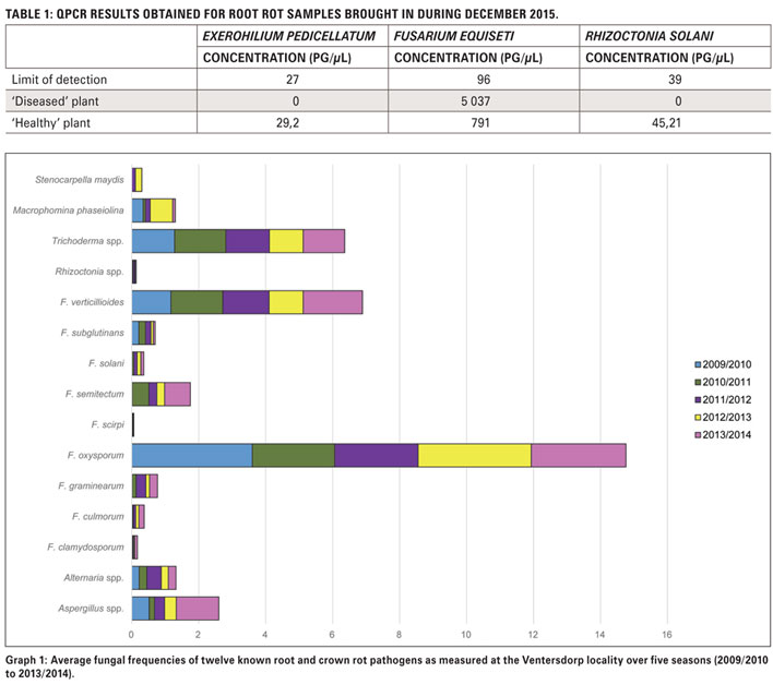 Research evolution on soilborne diseases of maize