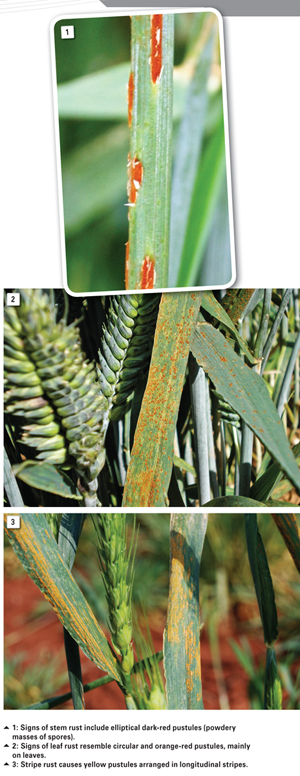 The use of resistant cultivars for control of wheat rusts