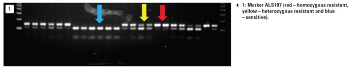 Molecular genotyping of target-site resistant ryegrass: A harsh reality…