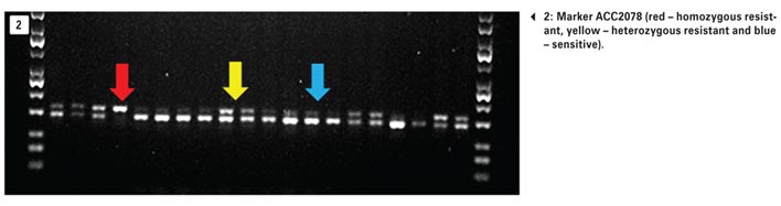 Molecular genotyping of target-site resistant ryegrass: A harsh reality…