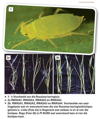 Suid-Afrika: Wêreldleier in Russiese koringluisweerstandbiedende kultivars
