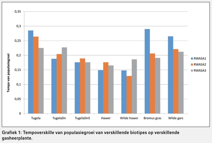 Hoe word koringopbrengs deur Russiese koringluis beinvloed?