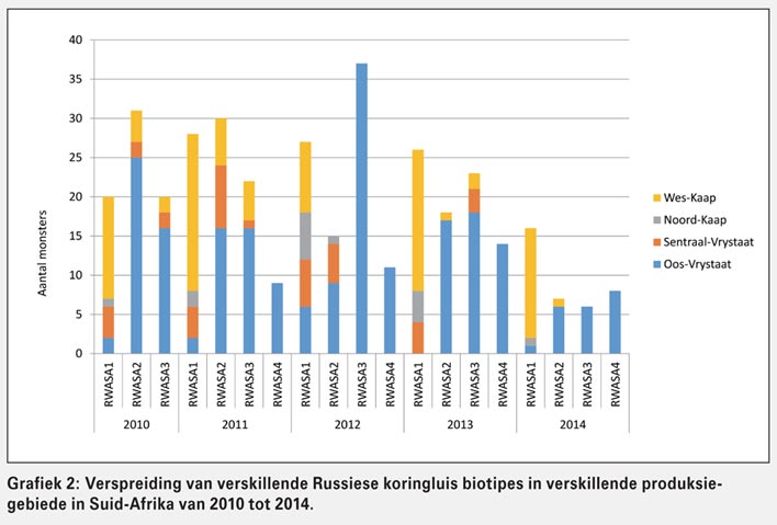 Hoe word koringopbrengs deur Russiese koringluis beinvloed?