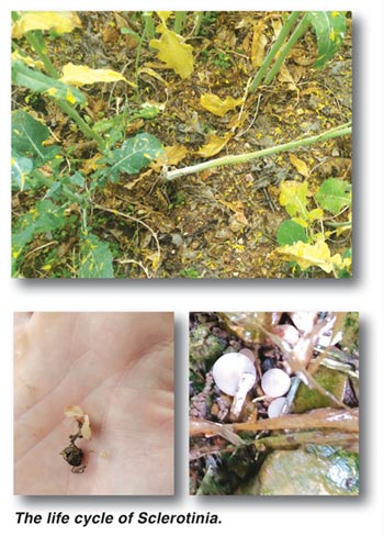 CANOLA – cut Sclerotinia stem rot down to size