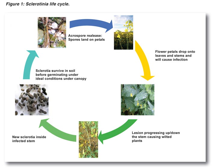 CANOLA – cut Sclerotinia stem rot down to size