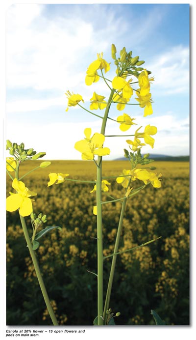 CANOLA – cut Sclerotinia stem rot down to size