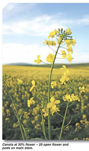 CANOLA – cut Sclerotinia stem rot down to size