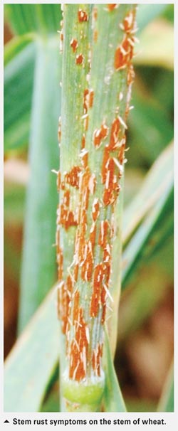 Potentially dangerous Ug99 stem rust evolving and spreading through Africa