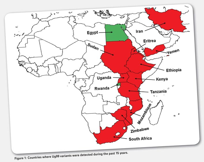 Potentially dangerous Ug99 stem rust evolving and spreading through Africa