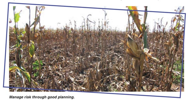 Risk management for your 2016 summer crop planning