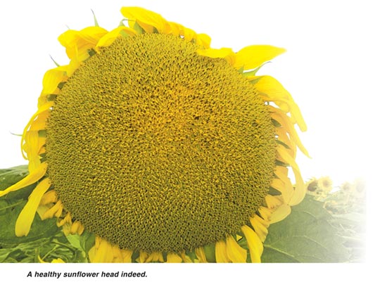 Here's your SUNFLOWER tick list for April