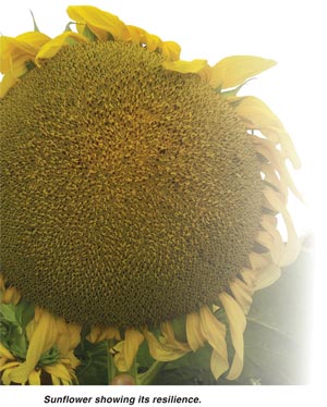 SUNFLOWERS – a reliable alternative