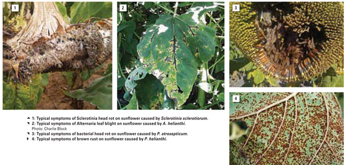 Results of three years' national sunflower disease surveys