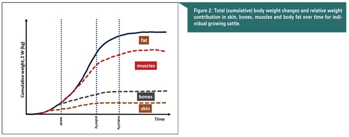 beef animal age beef animal age