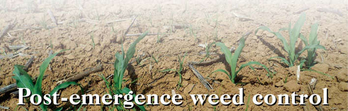 Post-emergence weed control