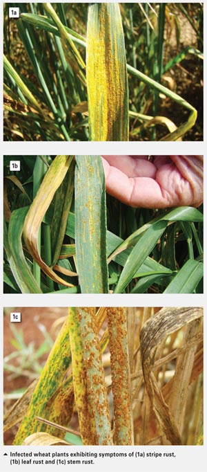 Host plant resistance to wheat rusts