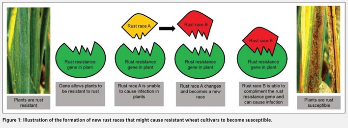 Host plant resistance to wheat rusts