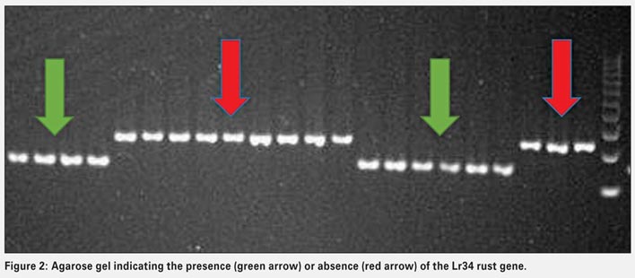 Host plant resistance to wheat rusts