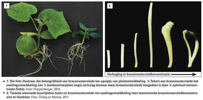 Natuurlike komponent uit wilde plante het toepassing in die landbou